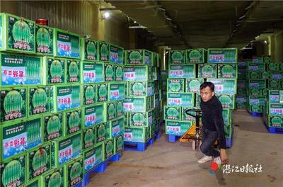 從田間到餐桌的溫暖接力——探訪徐聞辣椒中轉(zhuǎn)冷庫(kù)的人工搬運(yùn)服務(wù)